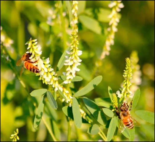 Great Plains Honey Bee Mix, Conservation Blueprint